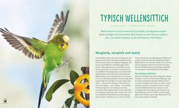 Produktbild: Wellensittiche