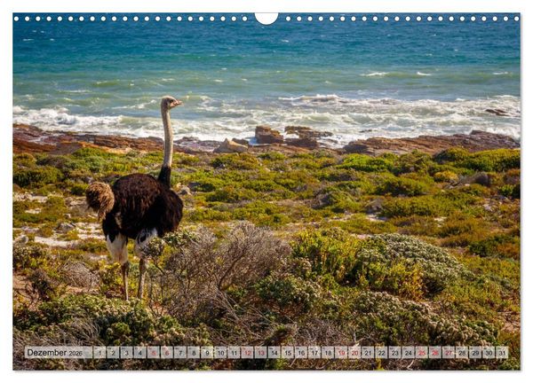 Produktbild: S&uuml;dafrika: Kapstadt, Garden Route und Cape Winelands (Wandkalender 2026 DIN A3 quer), CALVENDO Monatskalender