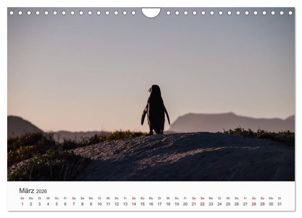 Produktbild: Pinguine - Die sympathischen Frack-Tr&auml;ger (Wandkalender 2026 DIN A4 quer), CALVENDO Monatskalender