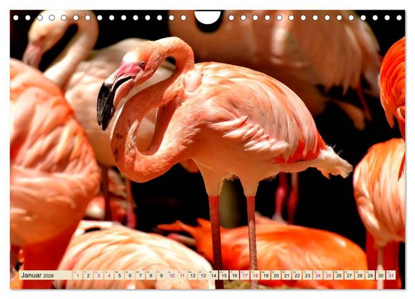 Produktbild: Flamingos - elegante Sch&ouml;nheiten (Wandkalender 2026 DIN A4 quer), CALVENDO Monatskalender