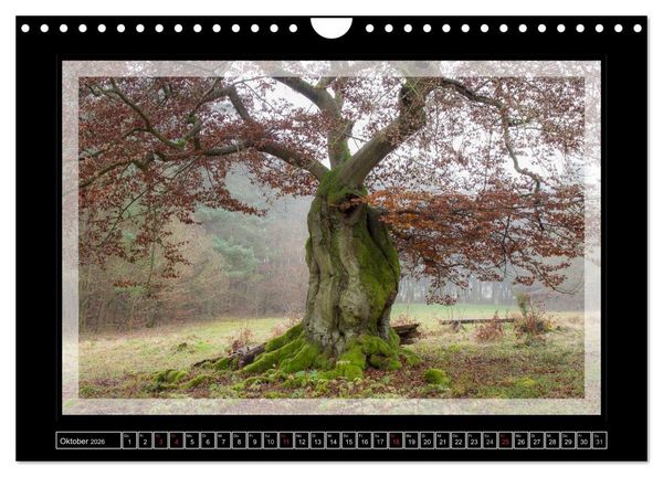 Produktbild: Zauberwald HALLOH (Wandkalender 2026 DIN A4 quer), CALVENDO Monatskalender