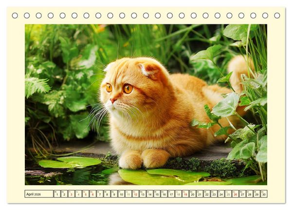 Produktbild: Scottish Fold. Zauberhafte Faltohrkatzen im Garten (Tischkalender 2026 DIN A5 quer), CALVENDO Monatskalender