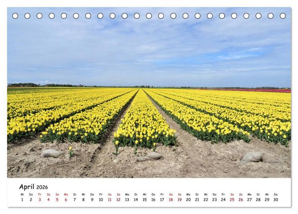 Produktbild: Tulpenbl&uuml;te in Flevoland 2026 (Tischkalender 2026 DIN A5 quer), CALVENDO Monatskalender