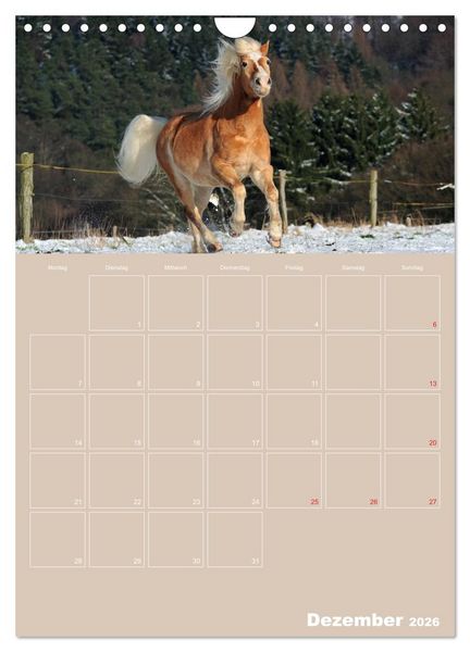 Produktbild: Pferde / Planer (Wandkalender 2026 DIN A4 hoch), CALVENDO Monatskalender