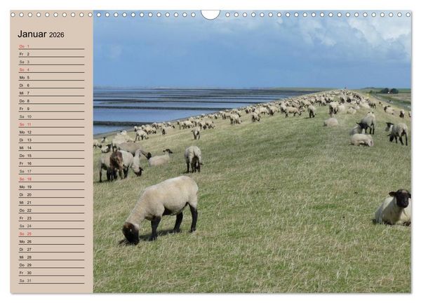 Produktbild: Schafe z&auml;hlen leicht gemacht! (Wandkalender 2026 DIN A3 quer), CALVENDO Monatskalender