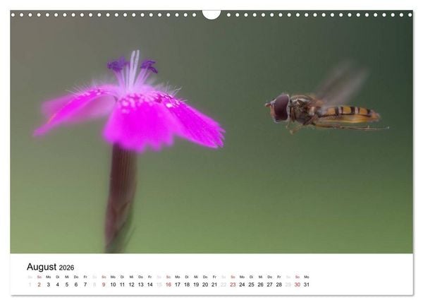 Produktbild: Zarte Natur 2026 (Wandkalender 2026 DIN A3 quer), CALVENDO Monatskalender