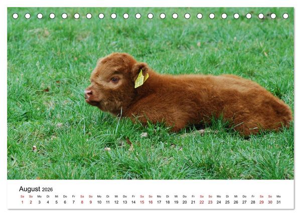 Produktbild: Die Schottischen Hochlandrinder und ihr Nachwuchs (Tischkalender 2026 DIN A5 quer), CALVENDO Monatskalender