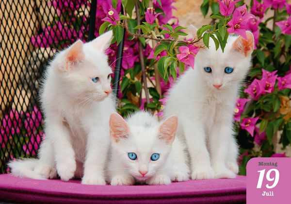 Produktbild: Katzenpoesie 2027