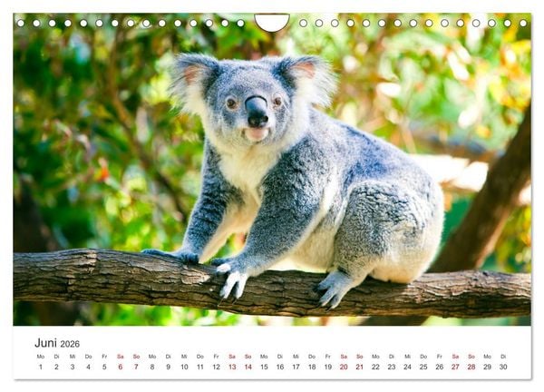 Produktbild: Knuffige Koalab&auml;ren (Wandkalender 2026 DIN A4 quer), CALVENDO Monatskalender