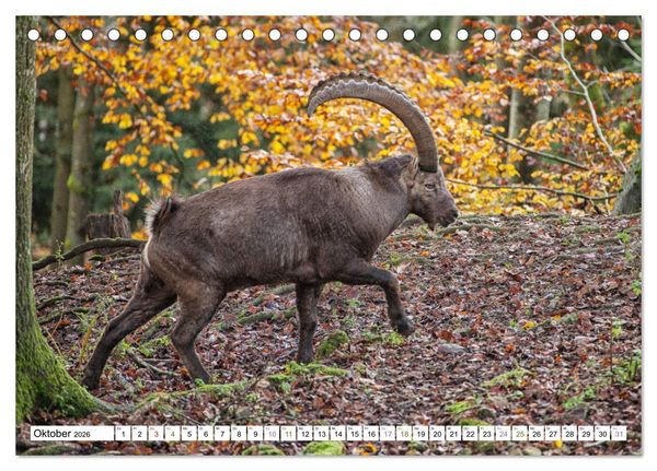 Produktbild: Steinb&ouml;cke - imposante Tiere (Tischkalender 2026 DIN A5 quer), CALVENDO Monatskalender