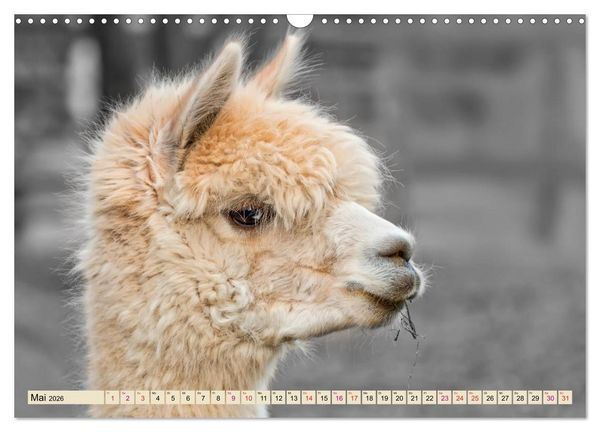 Produktbild: Alpaka Gesichter (Wandkalender 2026 DIN A3 quer), CALVENDO Monatskalender