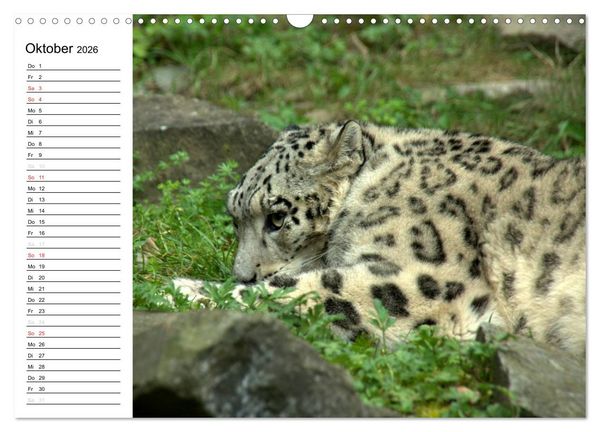 Produktbild: Der Schneeleopard (Wandkalender 2026 DIN A3 quer), CALVENDO Monatskalender