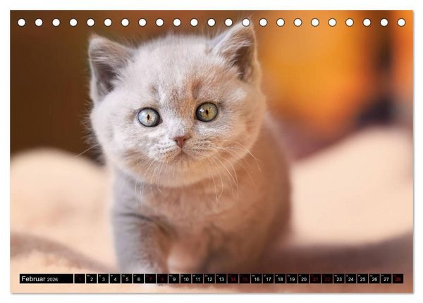 Produktbild: Niedliche BKH Katzenkinder (Tischkalender 2026 DIN A5 quer), CALVENDO Monatskalender