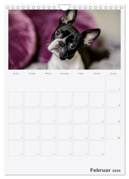 Produktbild: Boston Terrier der Hund 2026 (Wandkalender 2026 DIN A4 hoch), CALVENDO Monatskalender
