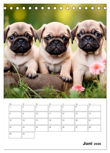 Produktbild: MOPS Pfotengl&uuml;ck in Faltenform (Tischkalender 2026 DIN A5 hoch), CALVENDO Monatskalender
