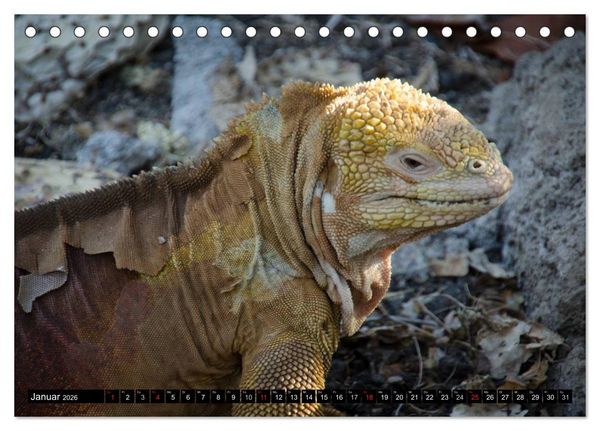 Produktbild: Leguane auf Galapagos (Tischkalender 2026 DIN A5 quer), CALVENDO Monatskalender