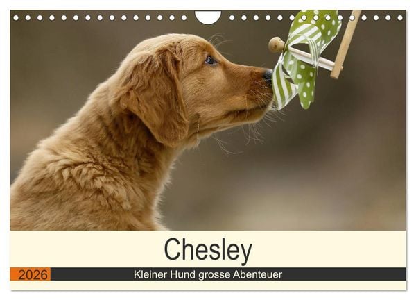 Produktbild: Chesley Kleiner Hund grosse Abenteuer (Wandkalender 2026 DIN A4 quer), CALVENDO Monatskalender