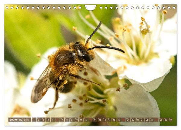 Produktbild: BIENEN - Kleine N&uuml;tzlinge ganz gro&szlig; (Wandkalender 2026 DIN A4 quer), CALVENDO Monatskalender