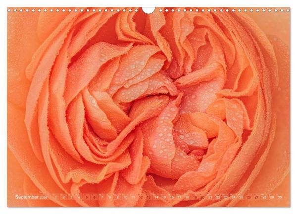 Produktbild: Rosen im Morgentau (Wandkalender 2026 DIN A3 quer), CALVENDO Monatskalender