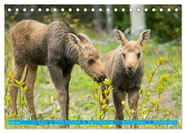 Produktbild: FIRST STEPS FOR BABY MOOSE (Desk Calendar 2026 DIN A5 landscape), CALVENDO 12 Month DeskCalendar