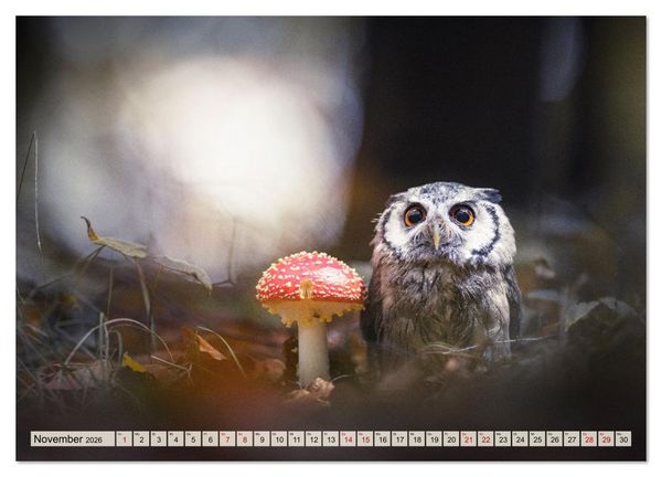 Produktbild: Eulen - sch&ouml;n und geheimnisvoll (hochwertiger Premium Wandkalender 2026 DIN A2 quer), Kunstdruck in Hochglanz