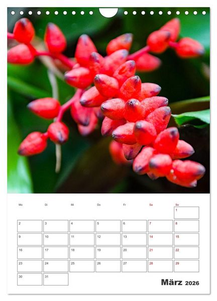 Produktbild: Dornige Sch&ouml;nheiten - Kakteen und Sukkulenten (Wandkalender 2026 DIN A4 hoch), CALVENDO Monatskalender