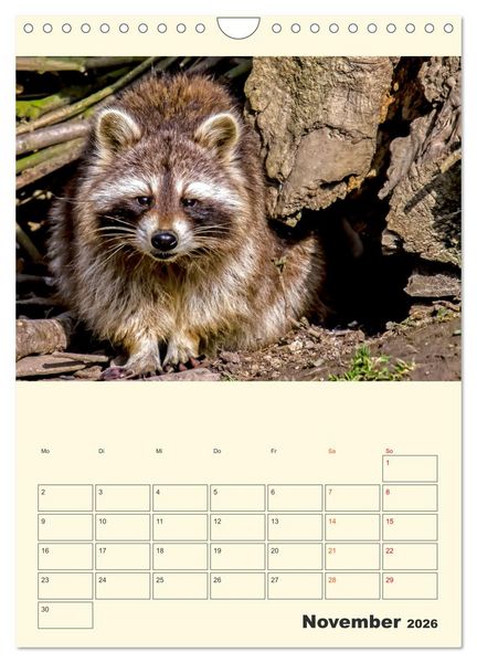 Produktbild: Drolliger Waschb&auml;r (Wandkalender 2026 DIN A4 hoch), CALVENDO Monatskalender