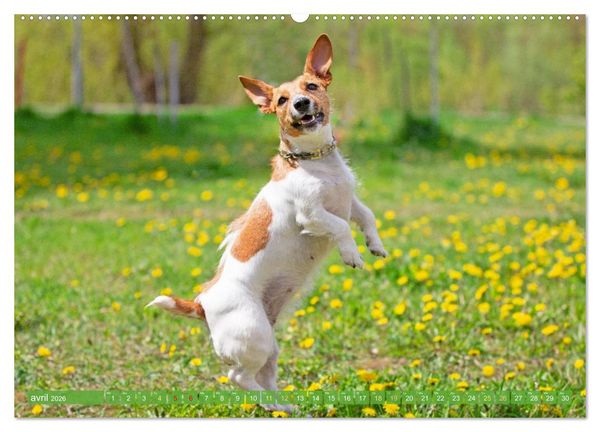Produktbild: Jack Russell Terrier : vif et joueur (Calendrier mural 2026 DIN A2 vertical), CALVENDO calendrier mensuel