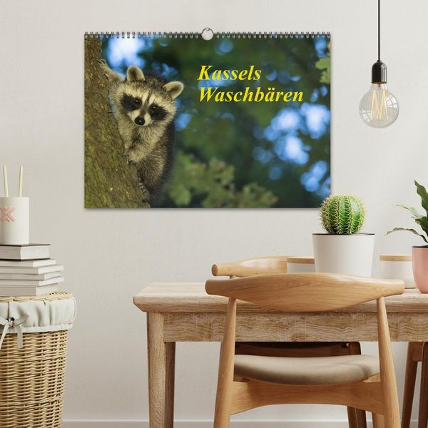 Produktbild: Kassels Waschb&auml;ren (Wandkalender 2026 DIN A3 quer), CALVENDO Monatskalender