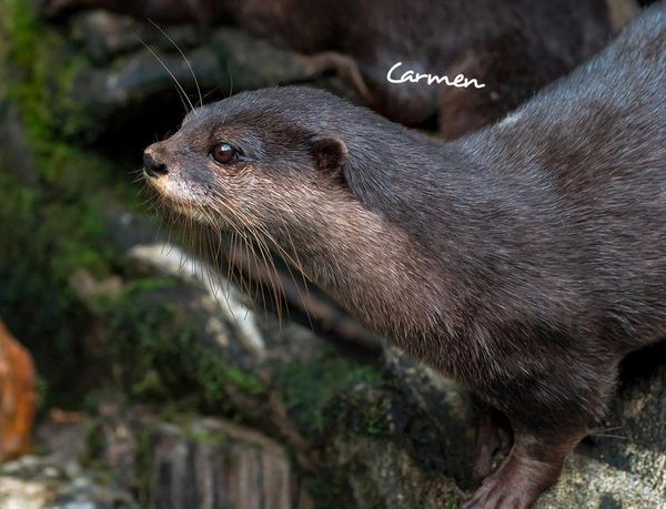 Produktbild: Otter Kalender 2027 Wandkalender Eintragkalender
