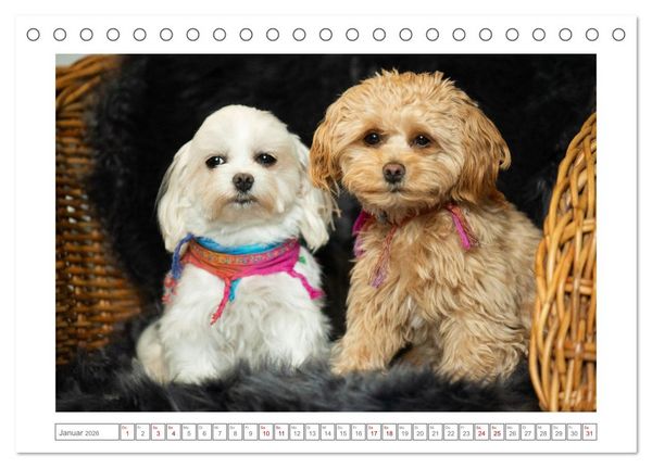 Produktbild: Maltipoo - Malteser -Pudel (Tischkalender 2026 DIN A5 quer), CALVENDO Monatskalender