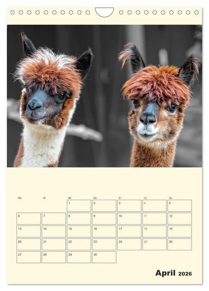 Produktbild: Putzige Alpakas (Wandkalender 2026 DIN A4 hoch), CALVENDO Monatskalender