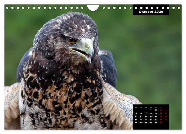 Produktbild: Greifv&ouml;gel - Herrscher der L&uuml;fte (Wandkalender 2026 DIN A4 quer), CALVENDO Monatskalender
