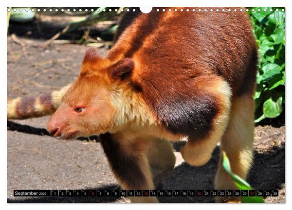 Produktbild: Australiens Tierwelt (Wandkalender 2026 DIN A3 quer), CALVENDO Monatskalender