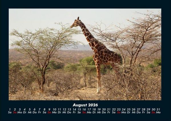 Produktbild: Giraffen 2026 Fotokalender DIN A4