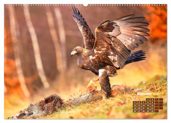 Produktbild: Tiere in freier Wildbahn by VogtArt (hochwertiger Premium Wandkalender 2026 DIN A2 quer), Kunstdruck in Hochglanz