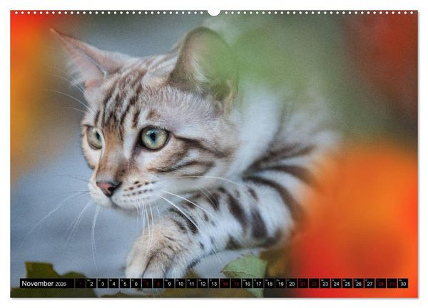 Produktbild: Bengalen Outdoor und Action (hochwertiger Premium Wandkalender 2026 DIN A2 quer), Kunstdruck in Hochglanz