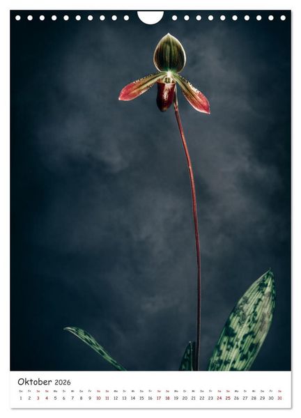 Produktbild: Orchideen Zauber (Wandkalender 2026 DIN A4 hoch), CALVENDO Monatskalender