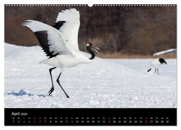Produktbild: Mandschurenkraniche (hochwertiger Premium Wandkalender 2026 DIN A2 quer), Kunstdruck in Hochglanz