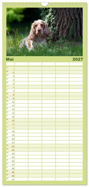 Produktbild: Familienplaner 2027 - English Cocker Spaniel - Fr&ouml;hliche Gesellen mit 5 Spalten (Wandkalender, 21 x 45 cm) CALVENDO