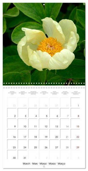Produktbild: Peonies as painted (Wall Calendar 2026 12 &times; 12 Inch) CALVENDO 12 Month Wall Calendar