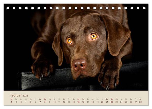 Produktbild: Labrador Retriever (Tischkalender 2026 DIN A5 quer), CALVENDO Monatskalender