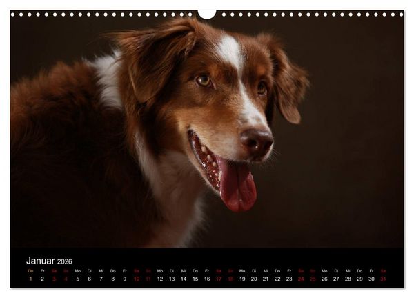 Produktbild: Charmante Australian Shepherds (Wandkalender 2026 DIN A3 quer), CALVENDO Monatskalender