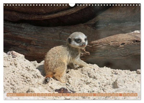 Produktbild: Erdm&auml;nnchen Familienbande (Wandkalender 2026 DIN A3 quer), CALVENDO Monatskalender