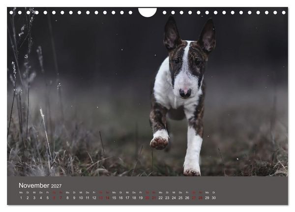 Produktbild: Fantastische Bullterrier - Sieger im Herzen (Wandkalender 2027 DIN A4 quer), CALVENDO Monatskalender