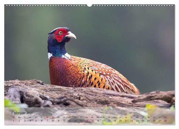 Produktbild: Fantastische Vogelwelt Slowenien (Wandkalender 2026 DIN A2 quer), CALVENDO Monatskalender