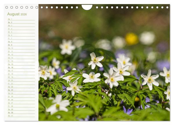 Produktbild: Wenn im Fr&uuml;hling die Natur wieder erwacht (Wandkalender 2026 DIN A4 quer), CALVENDO Monatskalender