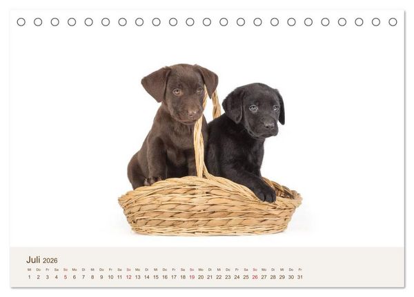 Produktbild: Labrador - Welpen (Tischkalender 2026 DIN A5 quer), CALVENDO Monatskalender