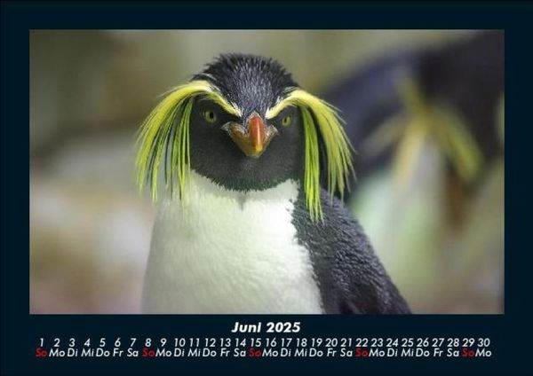 Produktbild: Pinguine & Eisb&auml;ren 2025 Fotokalender DIN A5