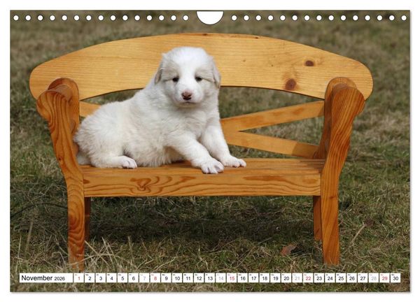 Produktbild: Border Collie Welpen (Wandkalender 2026 DIN A4 quer), CALVENDO Monatskalender